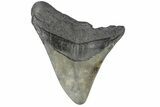 Bargain, Fossil Megalodon Tooth - South Carolina #169309-1